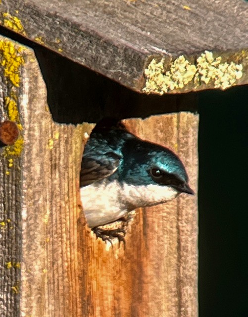 Tree Swallow - ML620616389