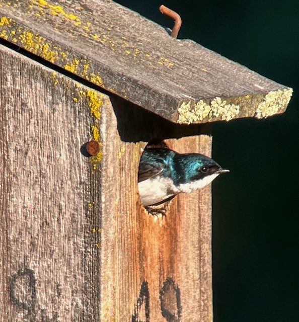 Tree Swallow - ML620616390