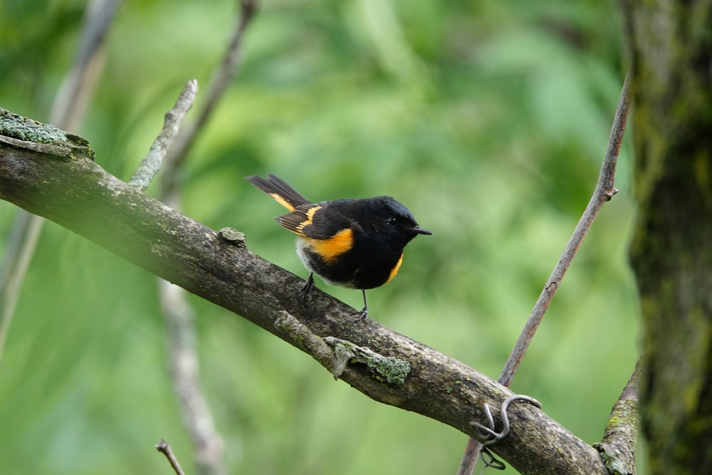 American Redstart - ML620616392