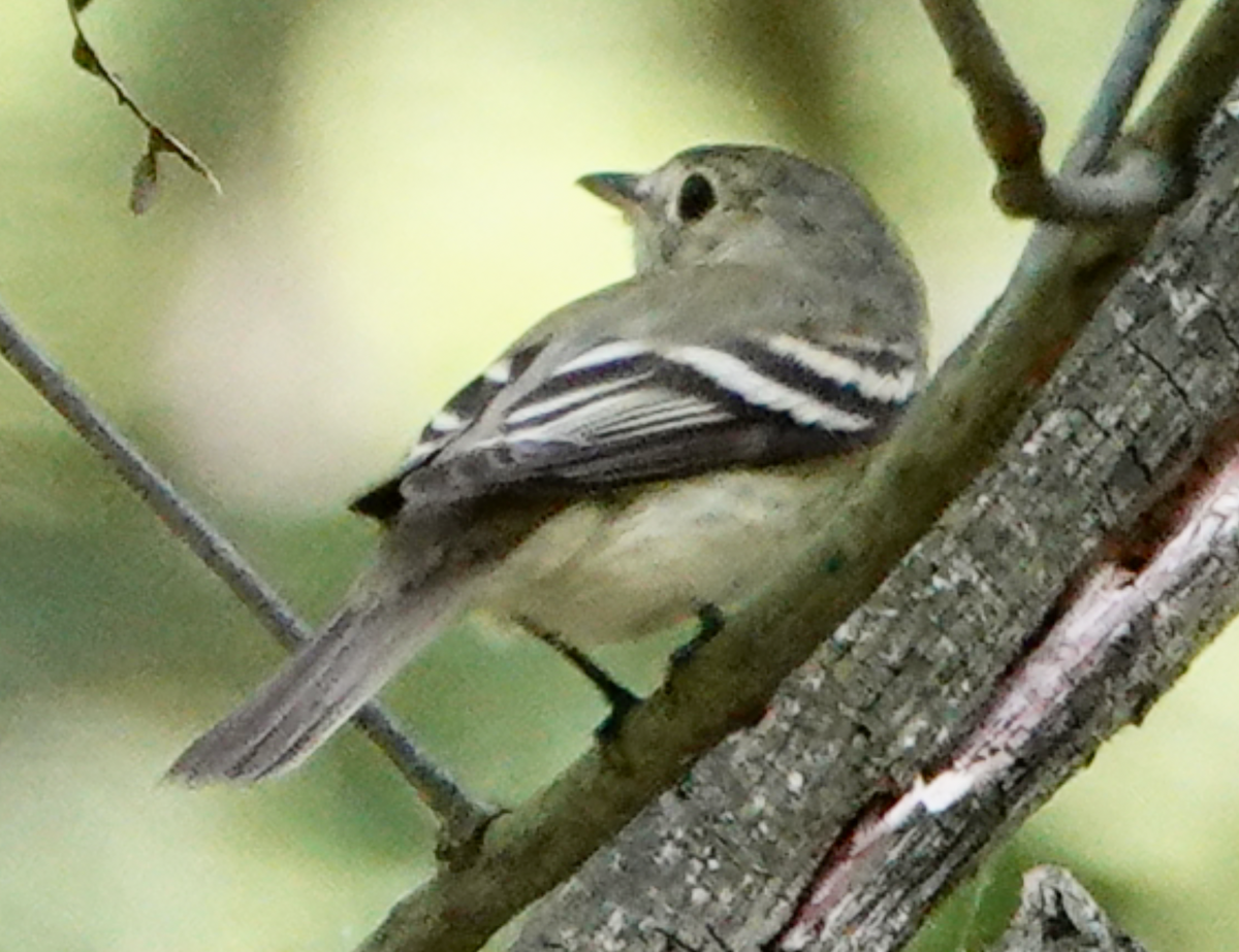 Acadian Flycatcher - ML620616395