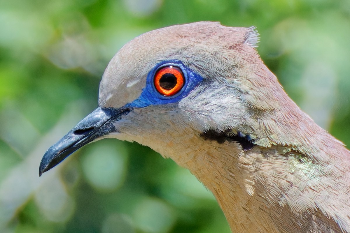 White-winged Dove - ML620616396