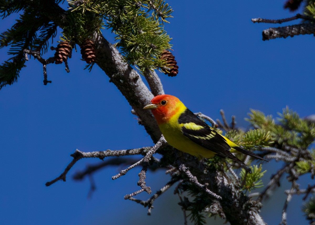 Western Tanager - ML620616398