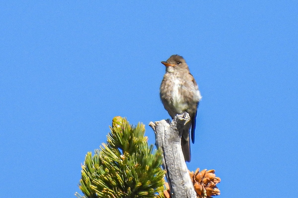 Olive-sided Flycatcher - ML620616399