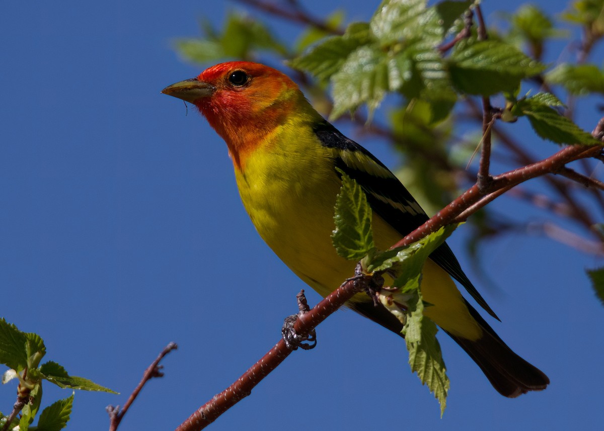 Western Tanager - ML620616400