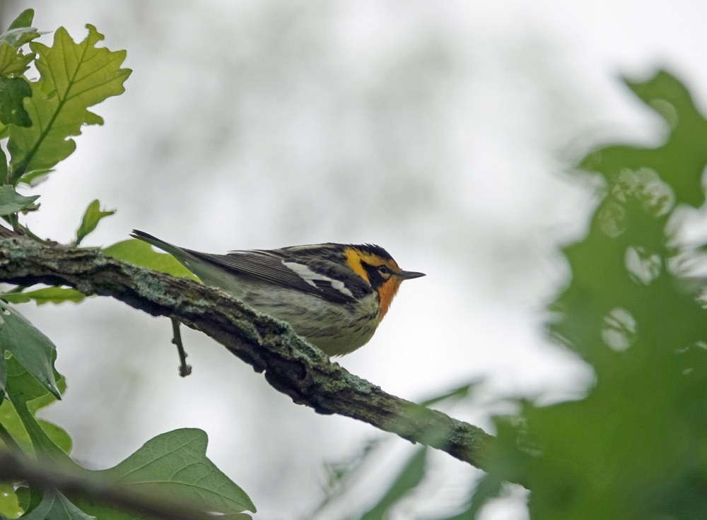 Blackburnian Warbler - ML620616401