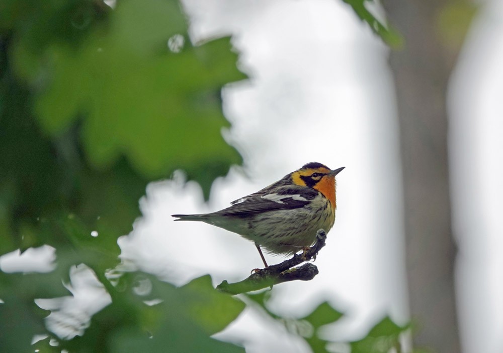 Blackburnian Warbler - ML620616402