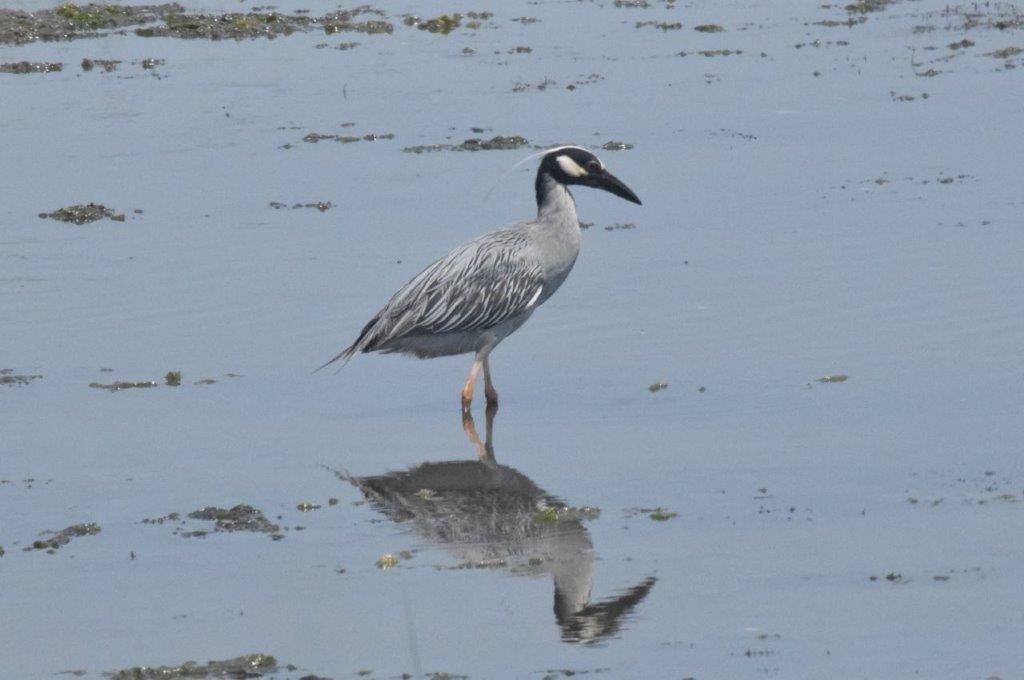 Yellow-crowned Night Heron - ML620616405