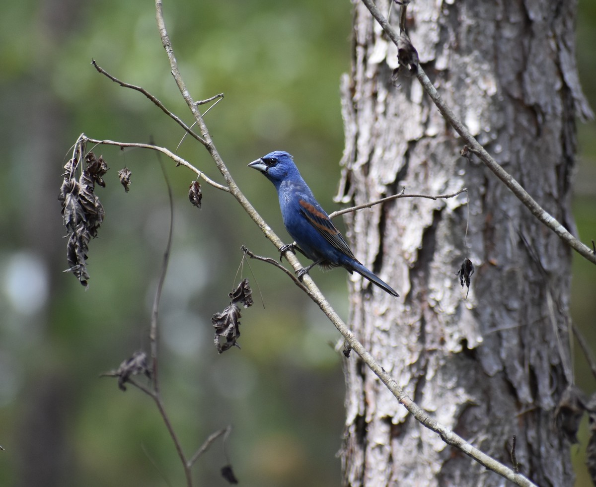 Blue Grosbeak - ML620616407