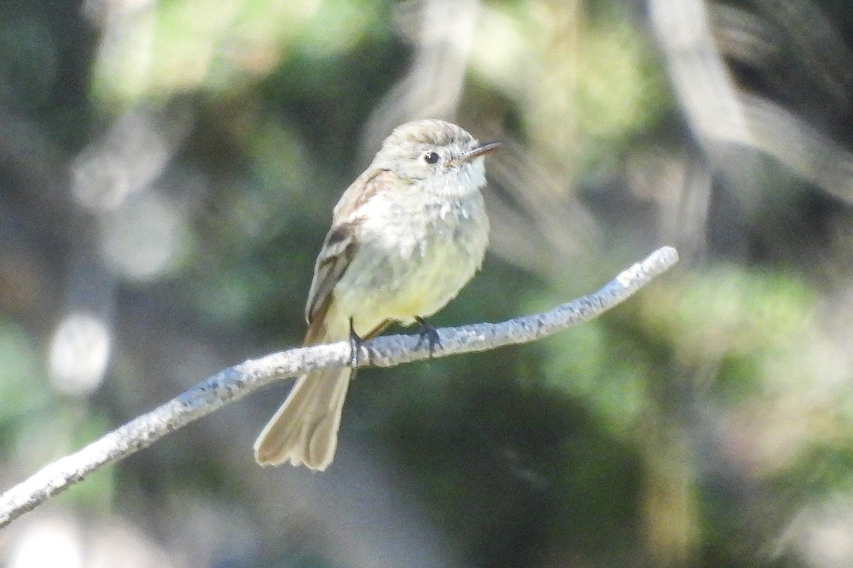 Dusky Flycatcher - ML620616408