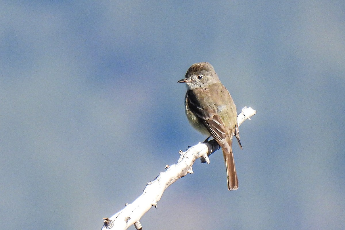 Dusky Flycatcher - ML620616409