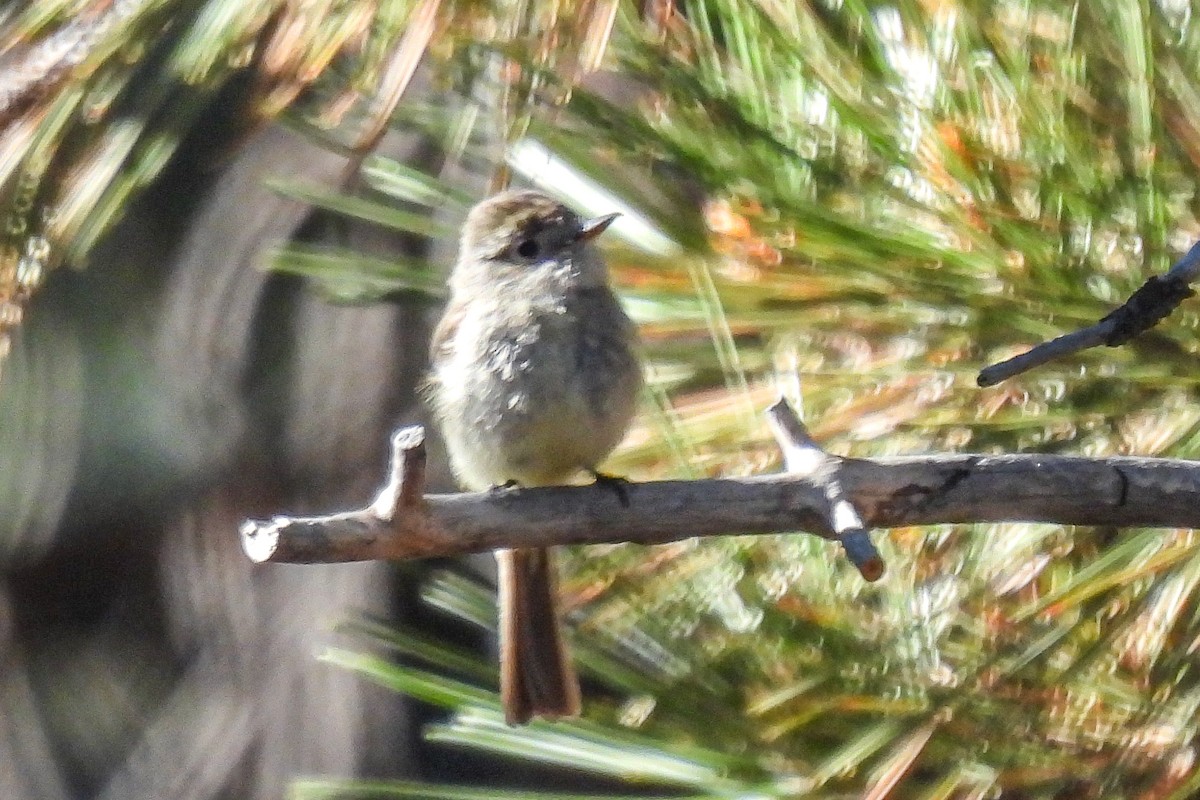 Dusky Flycatcher - ML620616410