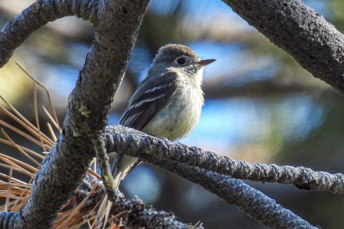 Dusky Flycatcher - ML620616411