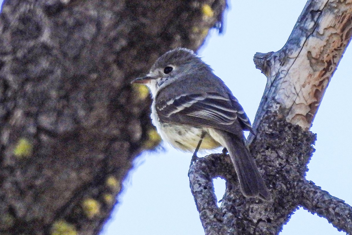 Mosquero Oscuro - ML620616412