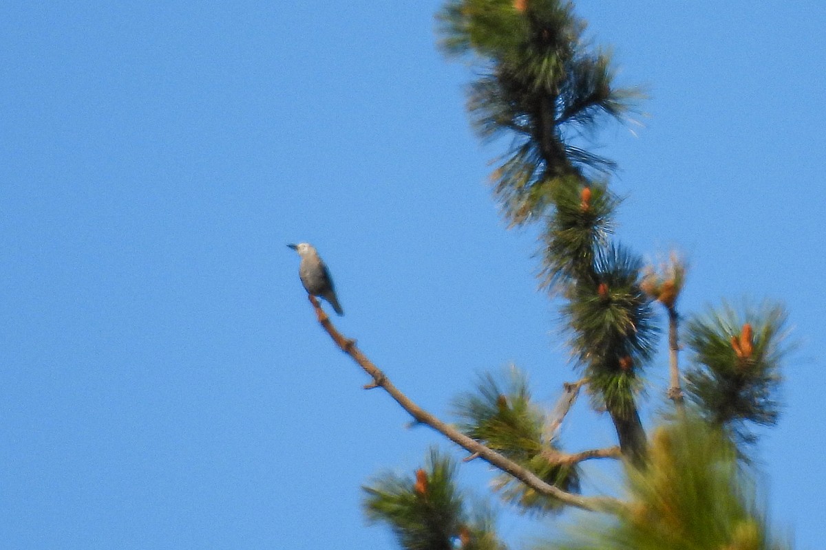 Clark's Nutcracker - ML620616414