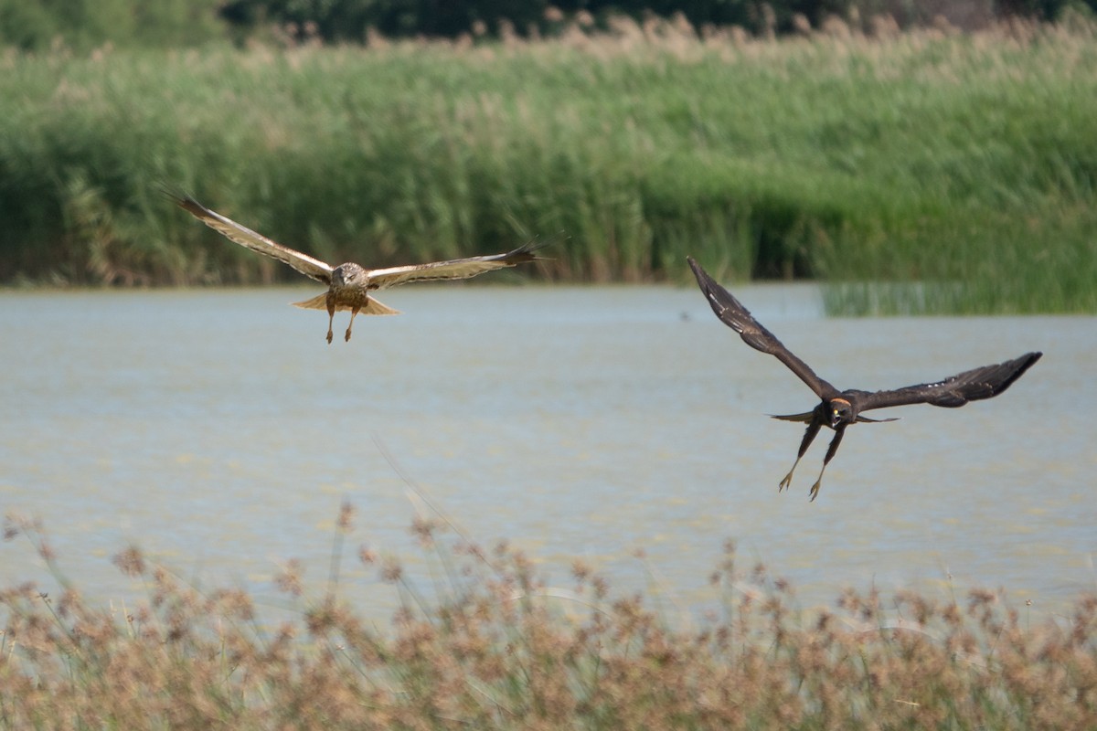 Western Marsh Harrier - ML620616417