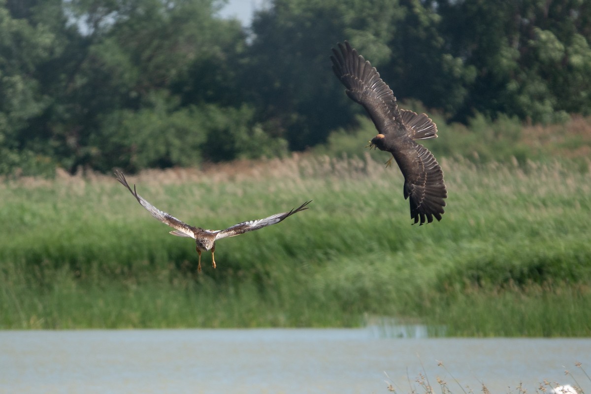 Western Marsh Harrier - ML620616418