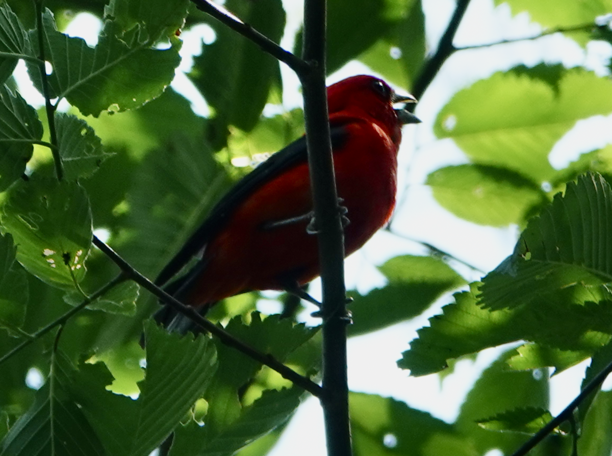 Scarlet Tanager - ML620616419