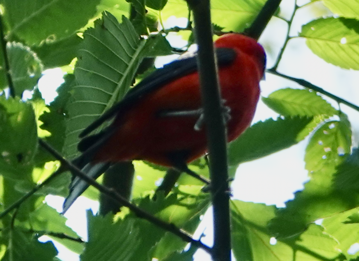 Scarlet Tanager - ML620616420