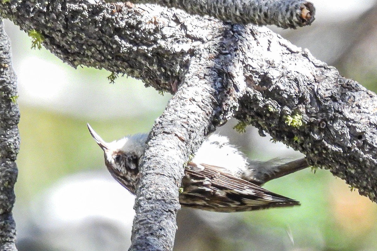 Brown Creeper - ML620616422