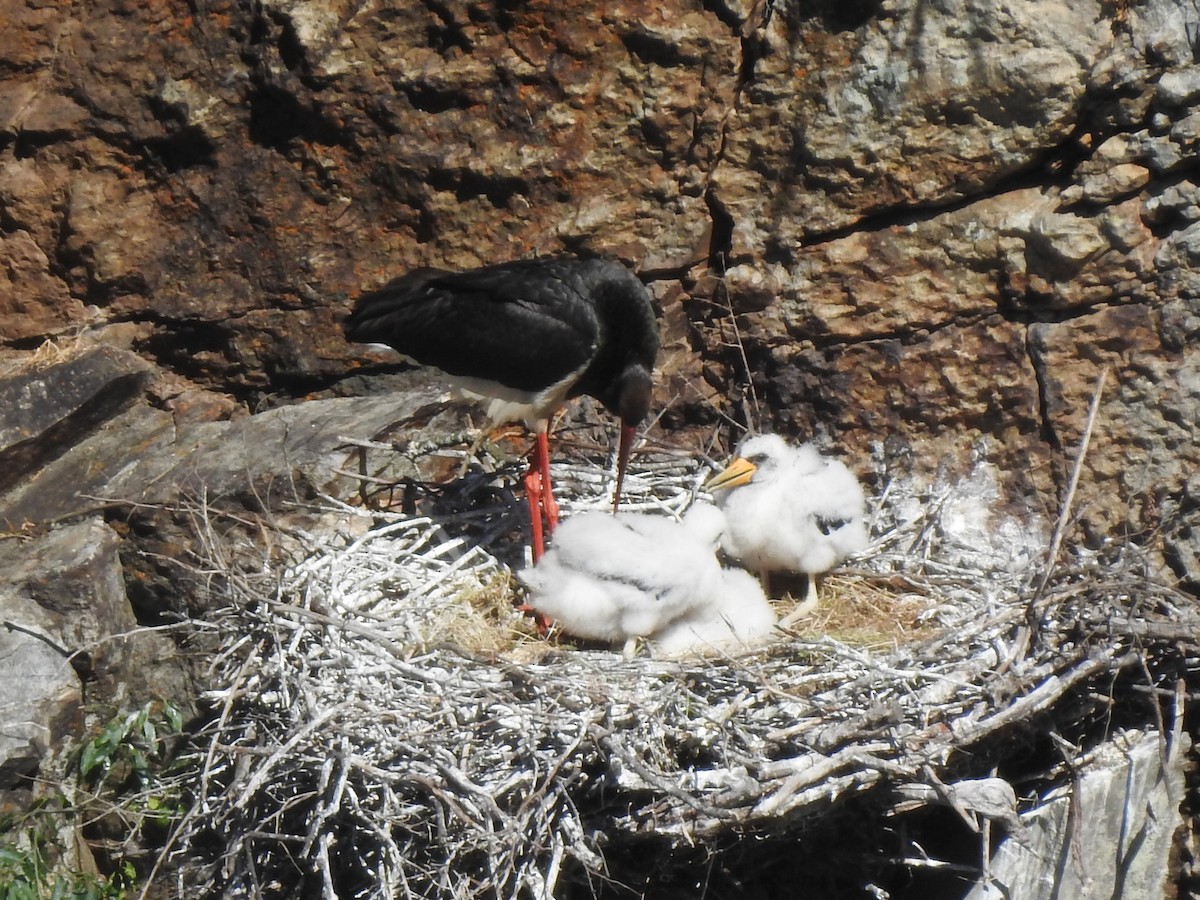 Black Stork - ML620616423