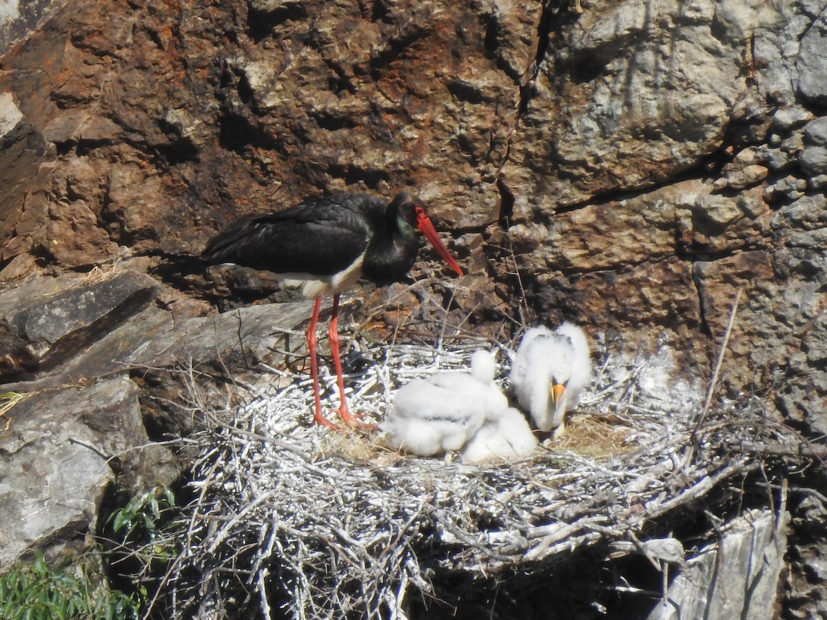 Black Stork - Lois Santos Pérez