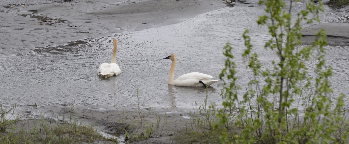 Trumpeter Swan - ML620616426