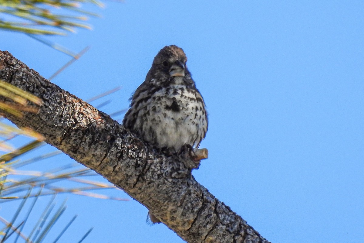 Fox Sparrow - ML620616427