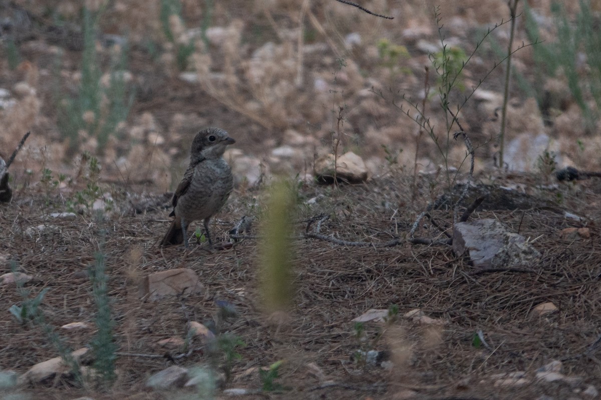 Woodchat Shrike - ML620616428