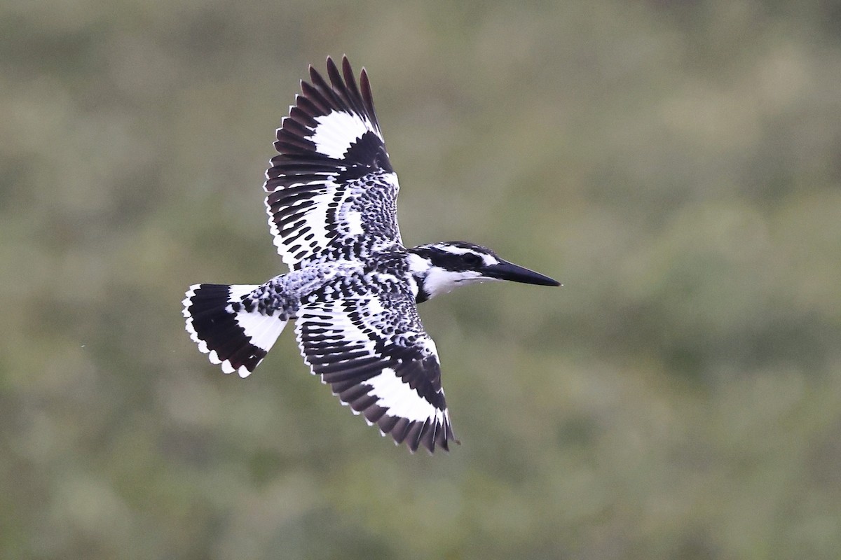 Pied Kingfisher - Sam Zhang