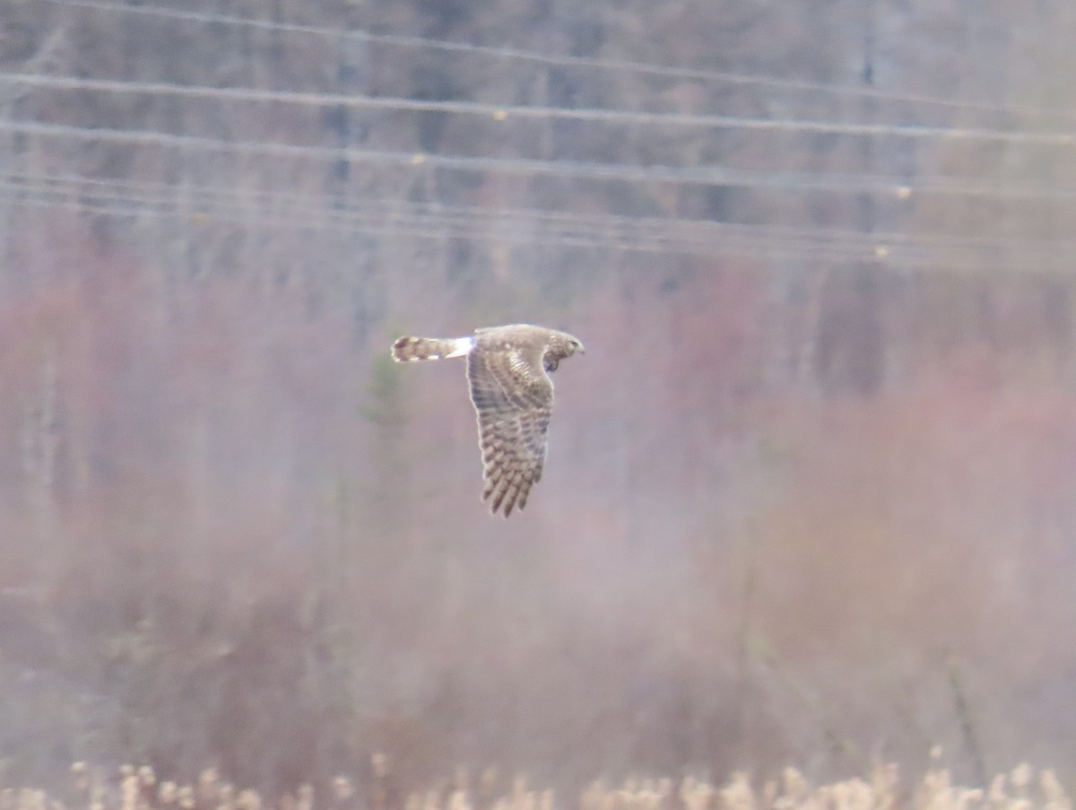 Northern Harrier - ML620616433