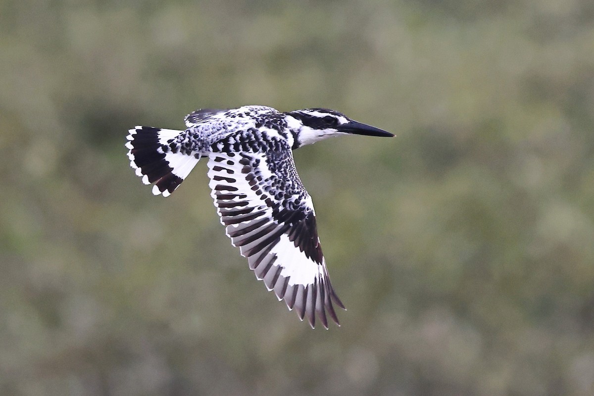 Pied Kingfisher - ML620616434