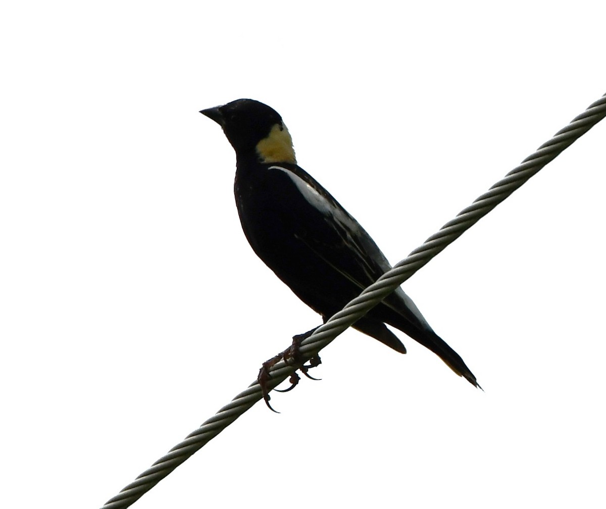 bobolink americký - ML620616435