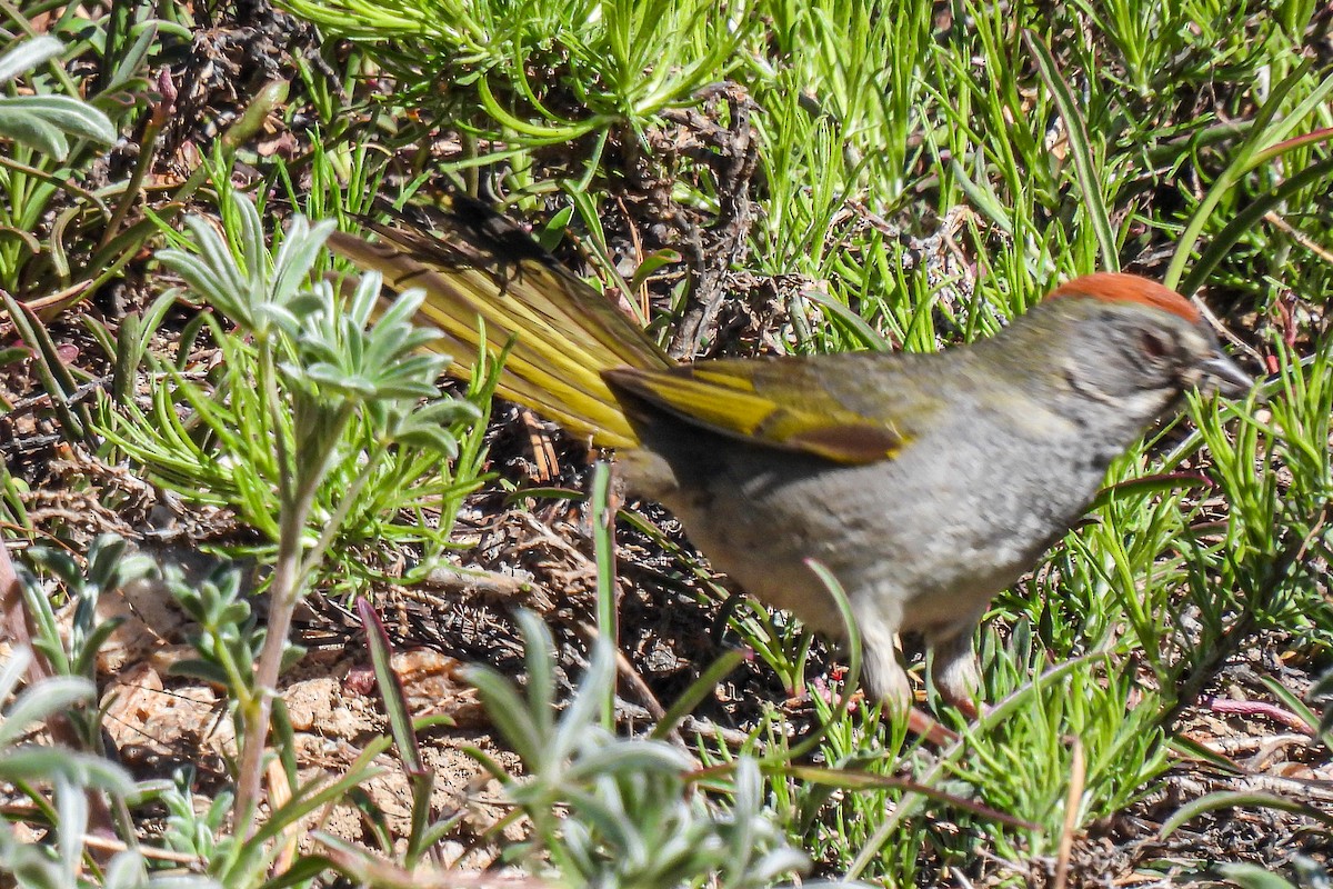 Green-tailed Towhee - ML620616436