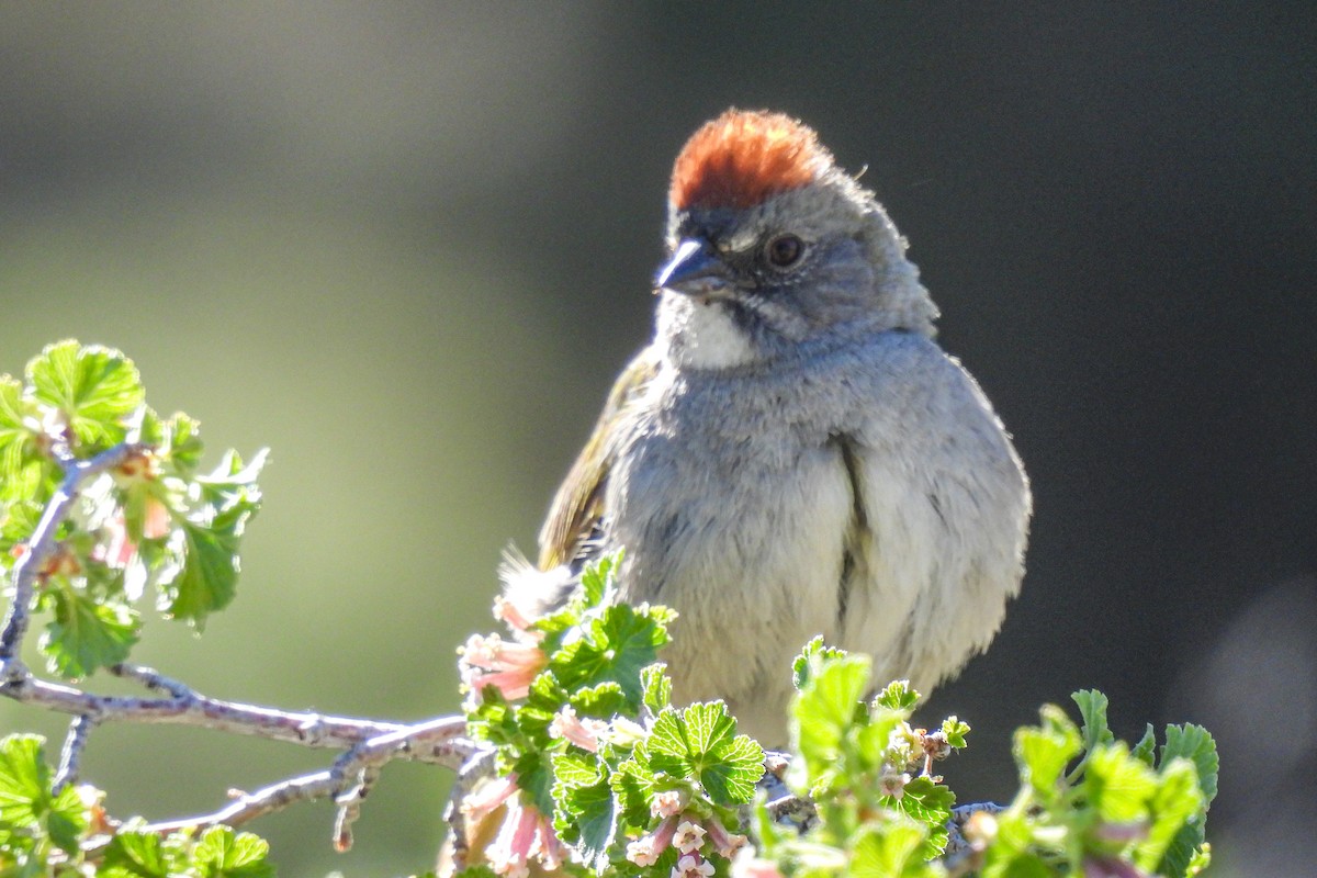 Green-tailed Towhee - ML620616437