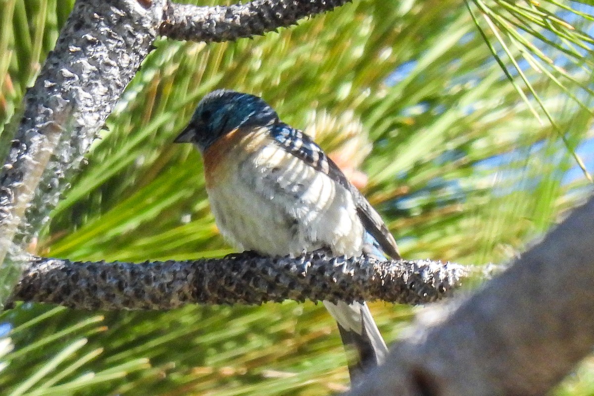 Lazuli Bunting - ML620616439