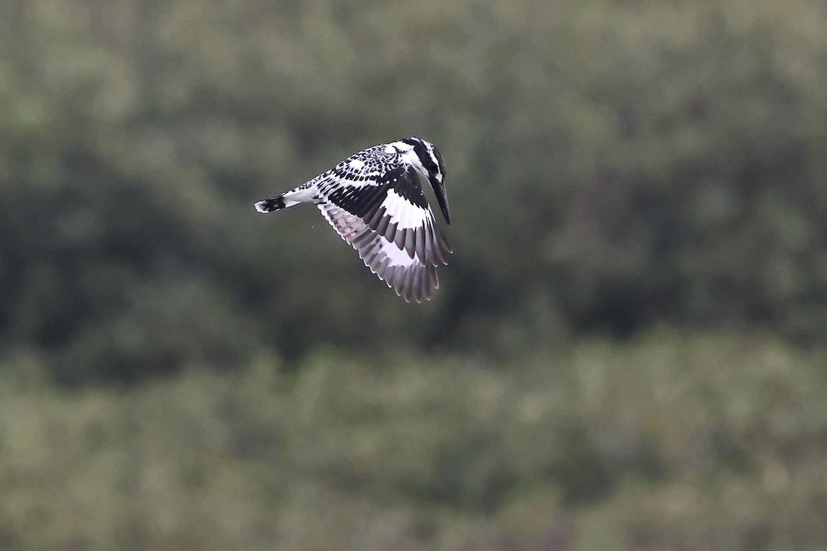 Pied Kingfisher - ML620616440