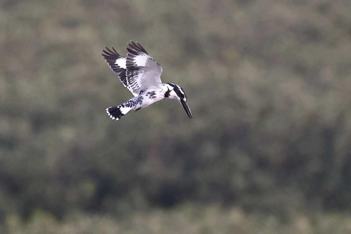 Pied Kingfisher - ML620616441