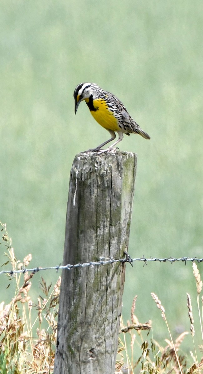 Eastern Meadowlark - ML620616445