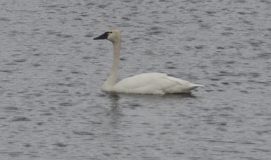 Tundra Swan (Whistling) - ML620616446