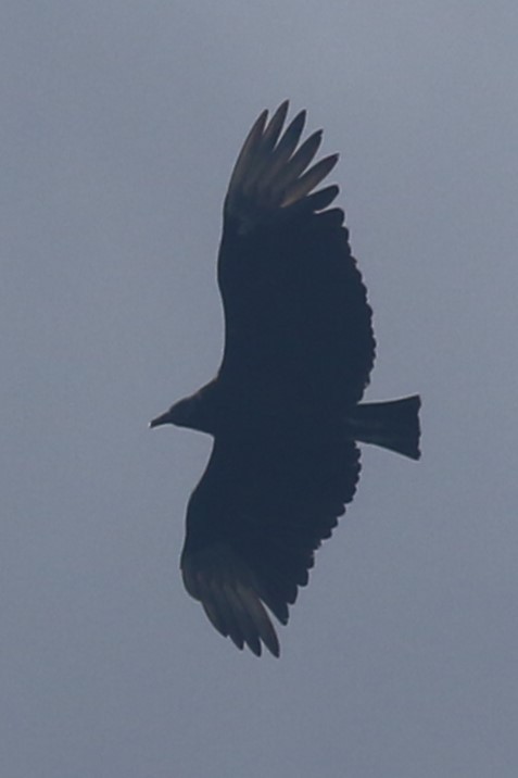 Black Vulture - ML620616447