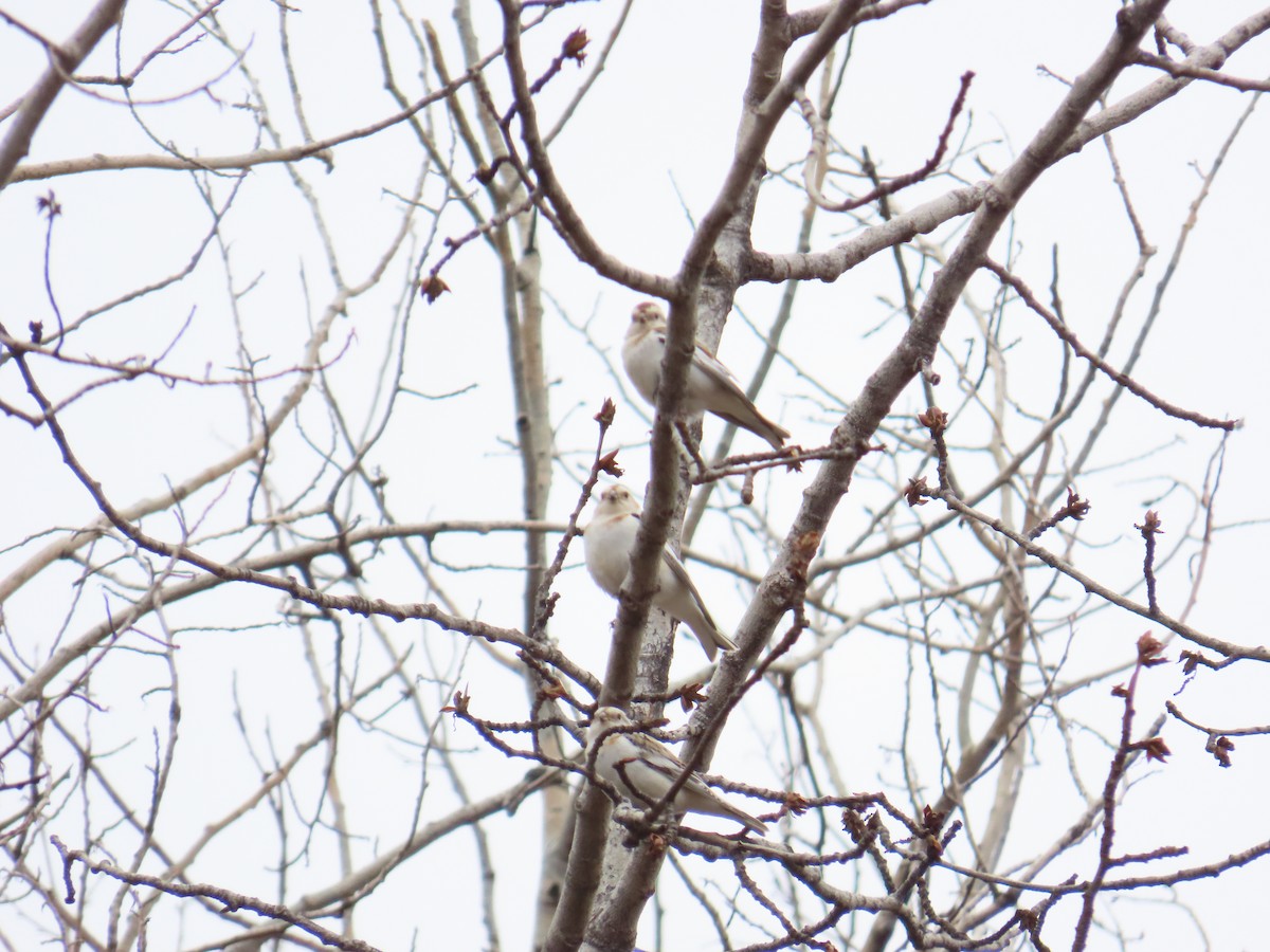 Snow Bunting - ML620616448