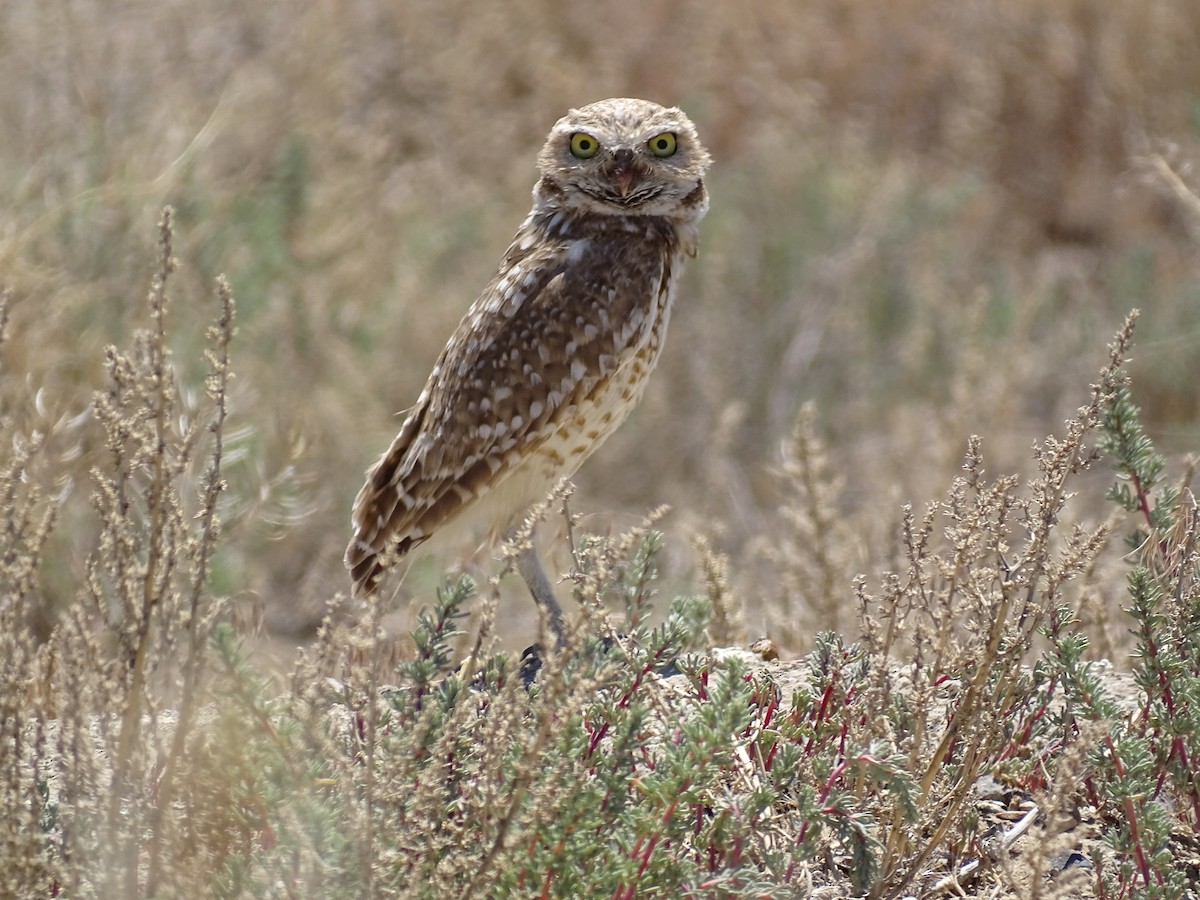 Burrowing Owl - ML620616450