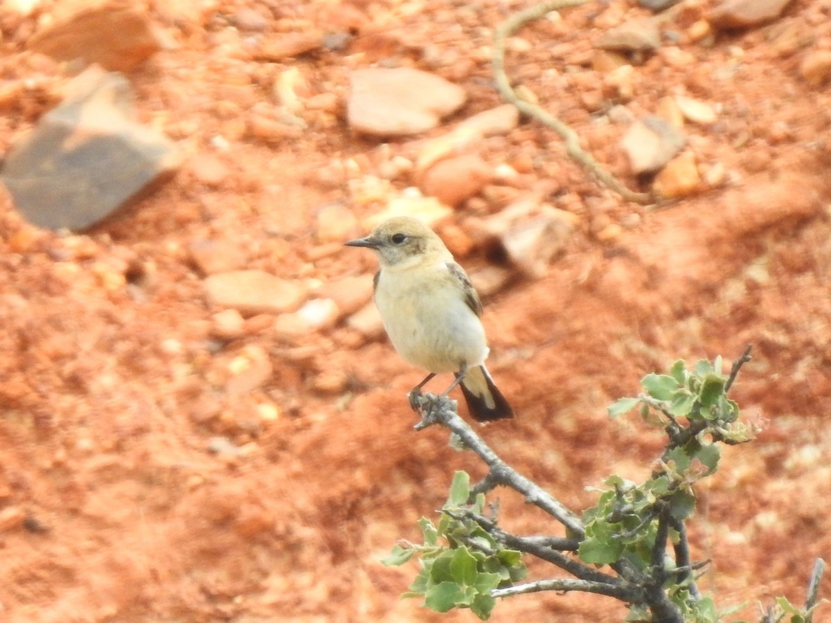 Western Black-eared Wheatear - ML620616451