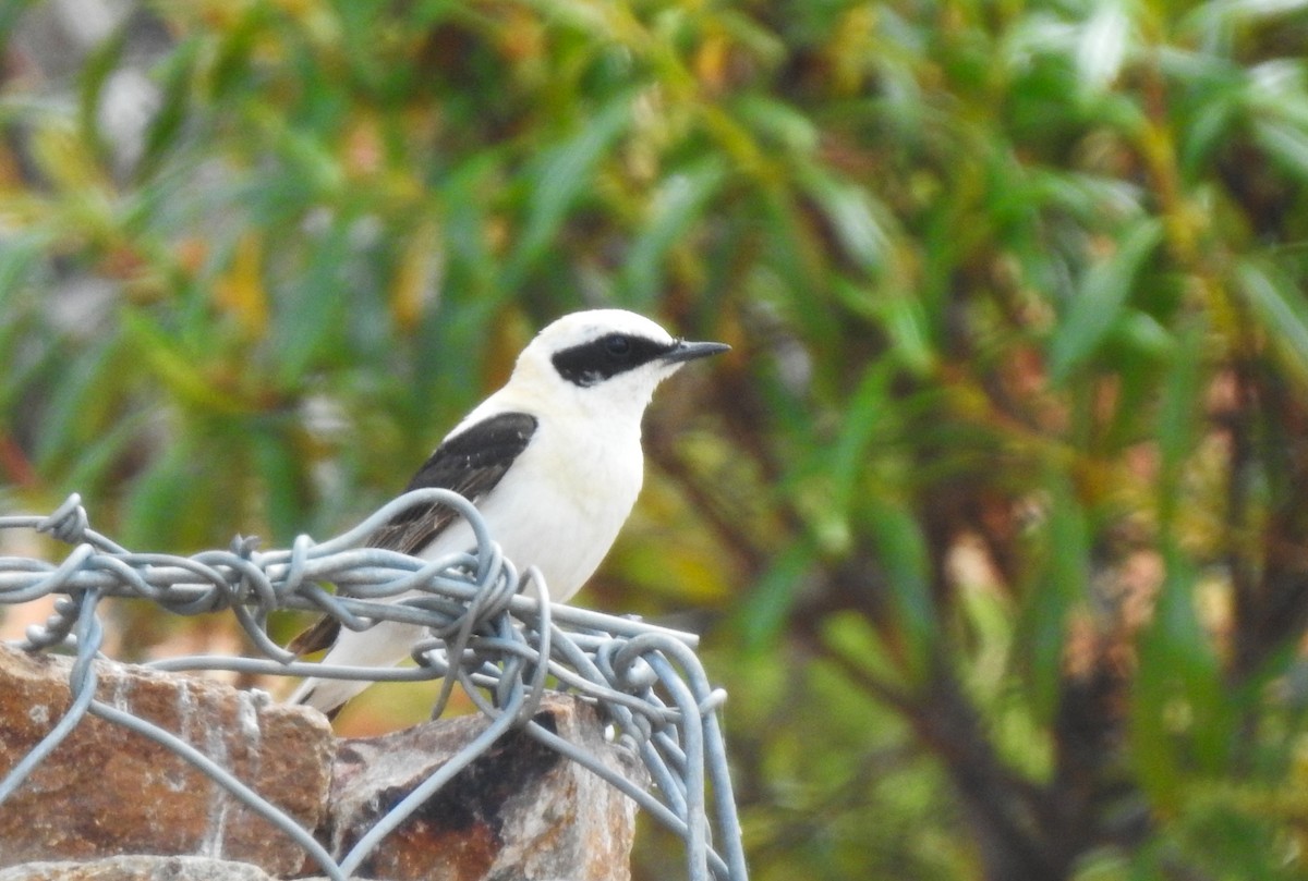 Western Black-eared Wheatear - ML620616452