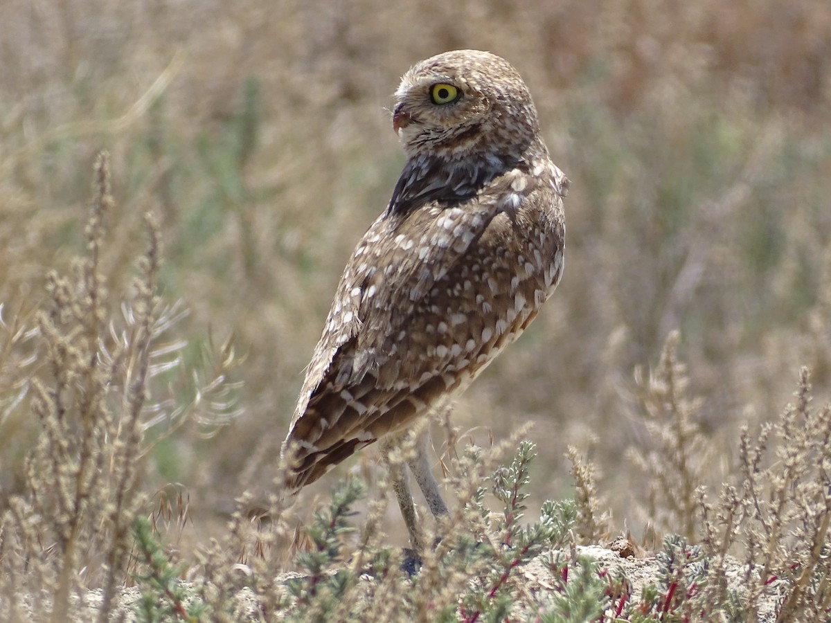 Burrowing Owl - ML620616453