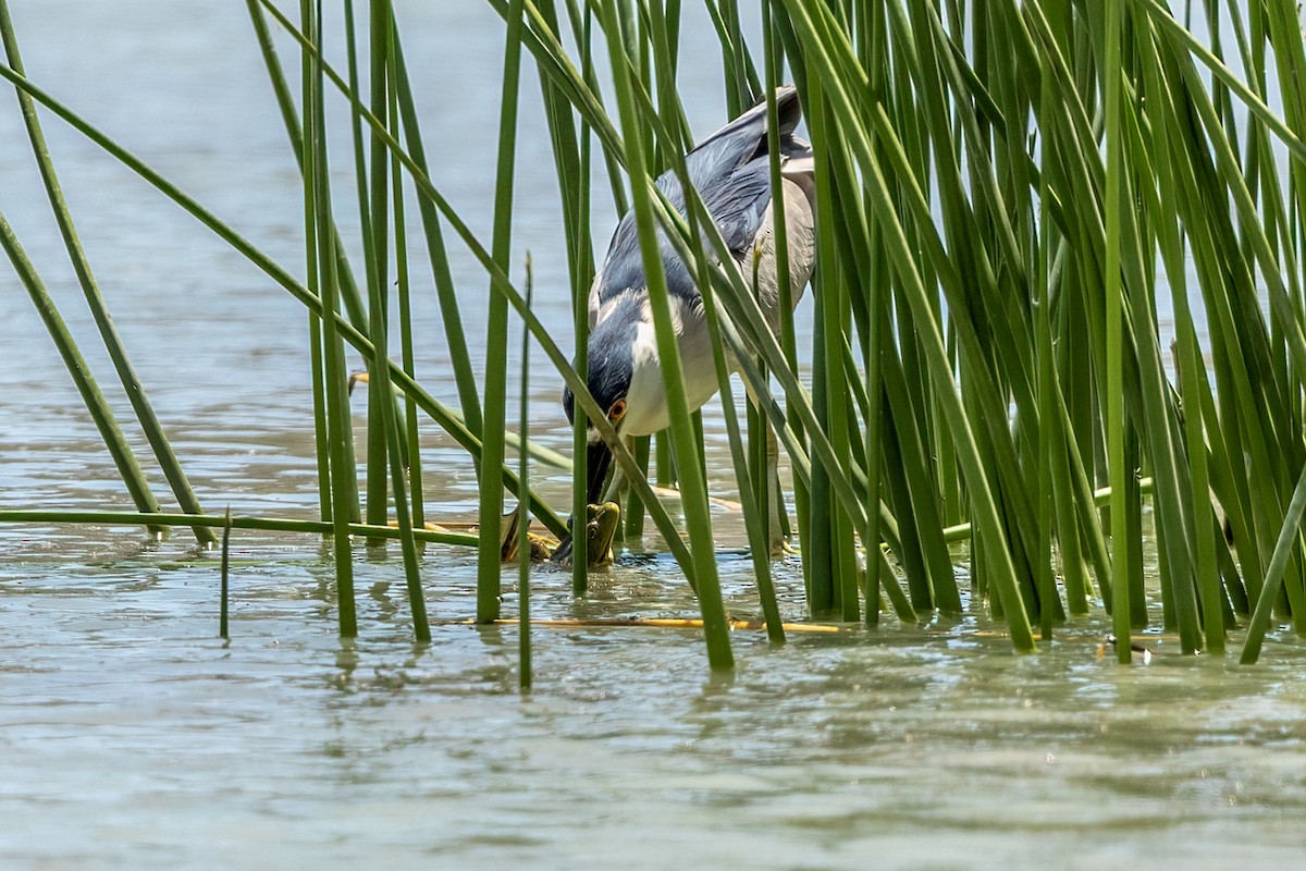 Black-crowned Night Heron - ML620616461