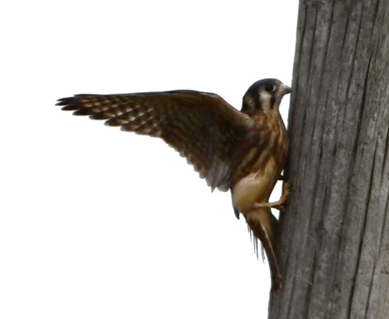 American Kestrel - Gregory Hartman