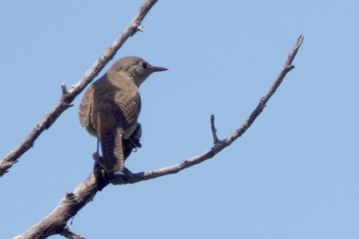 House Wren - ML620616463