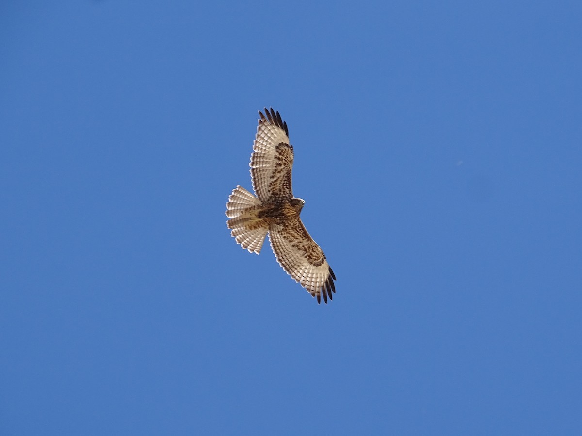 Red-tailed Hawk - ML620616466