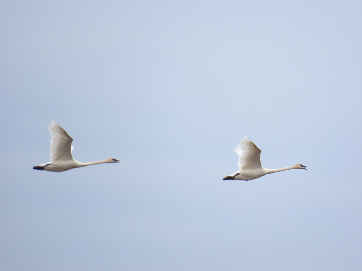 Trumpeter Swan - ML620616467